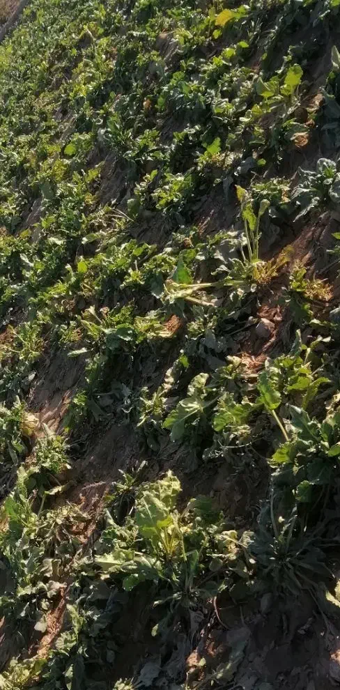 چغندر بومی درشت|خوردنی و آشامیدنی|سده (خراسان جنوبی), |دیوار