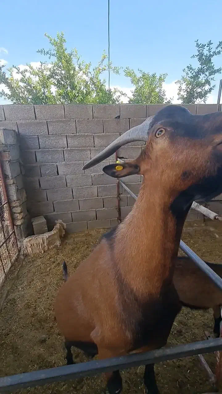 بز نز آلپاین اصل فراسوی، دوبر|حیوانات مزرعه|شهر بابک, |دیوار