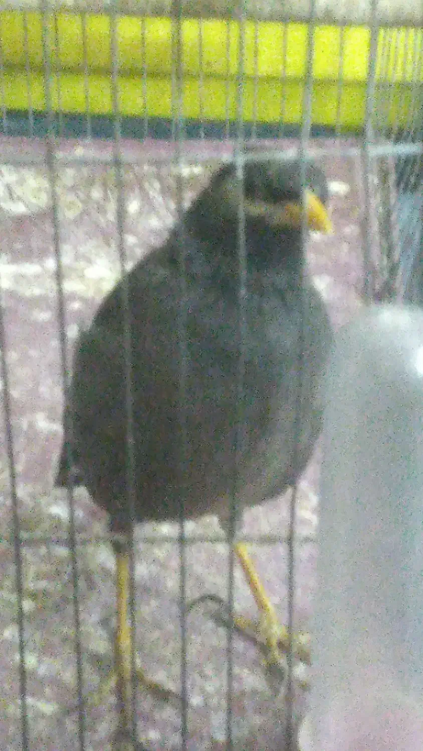 پرنده مینا|پرنده|تهران, مطهری|دیوار