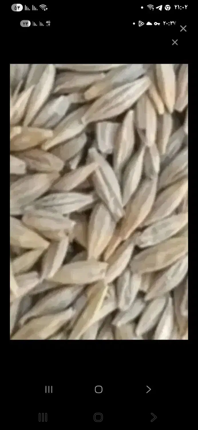 جودولتی|لوازم جانبی حیوانات|بیرانوند, |دیوار