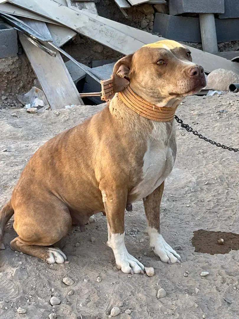 پیتبول ماده آماده|سگ|شیراز, گویم|دیوار