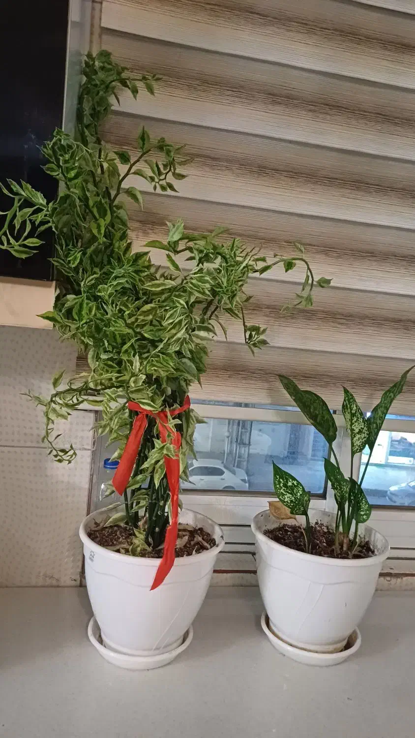 گل و گلدان|گل و گیاه طبیعی|قائم‌شهر, |دیوار