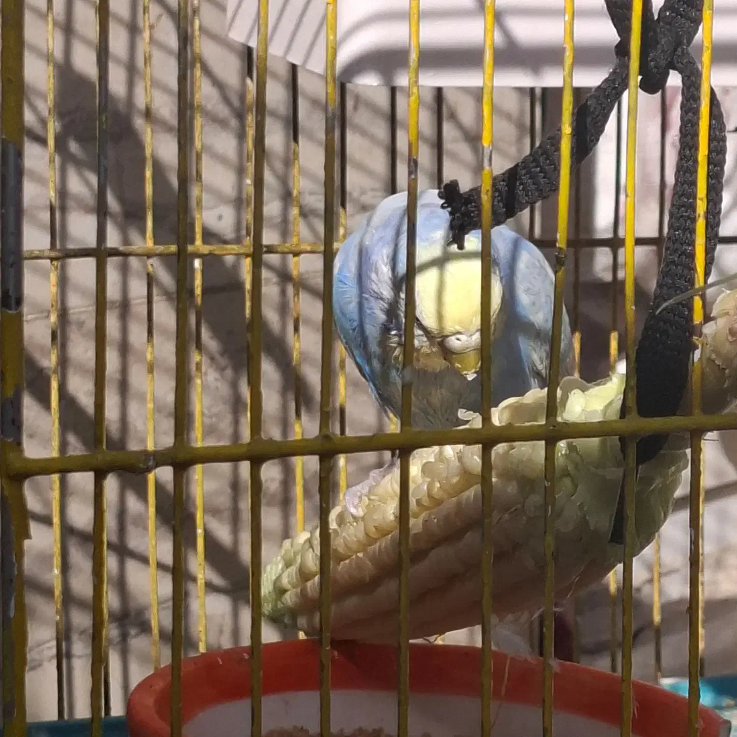 دو جفت مرغ عشق و یک عدد قناری ماده آماده|پرنده|خوی, |دیوار