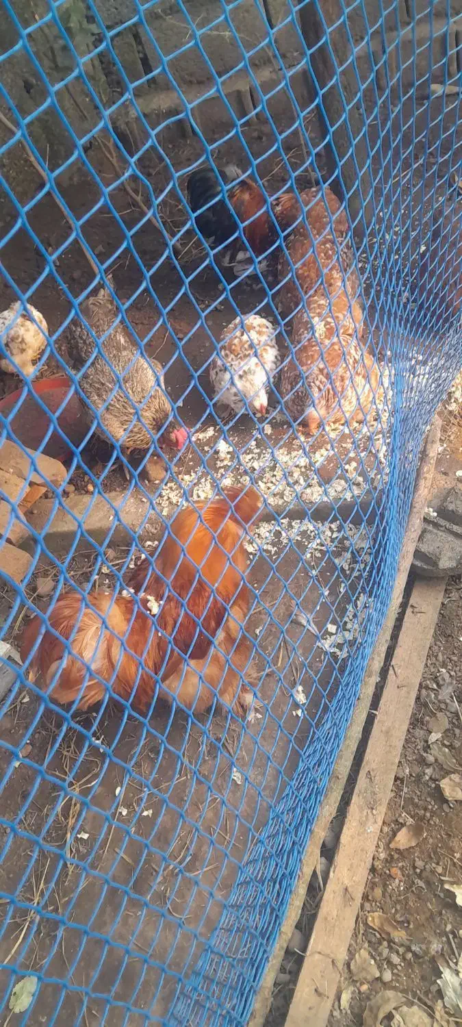 مرغ و خروس مینیاتوری|پرنده|سلمانشهر, |دیوار