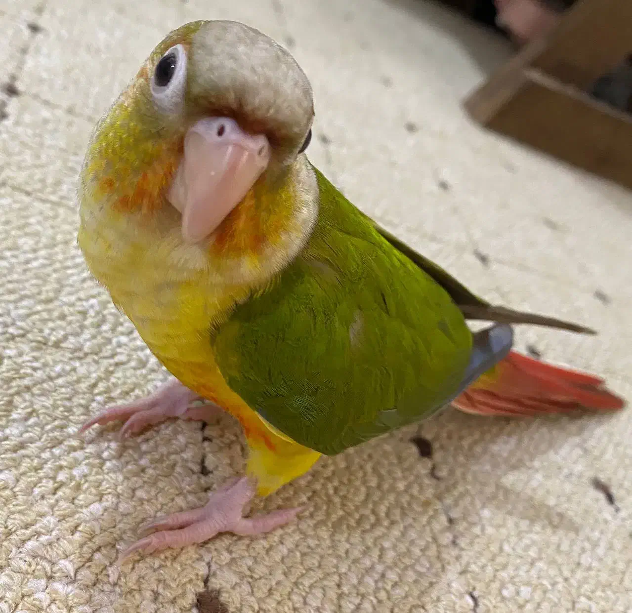 گیرنچیک زیبا اهلی|پرنده|تبریز, |دیوار