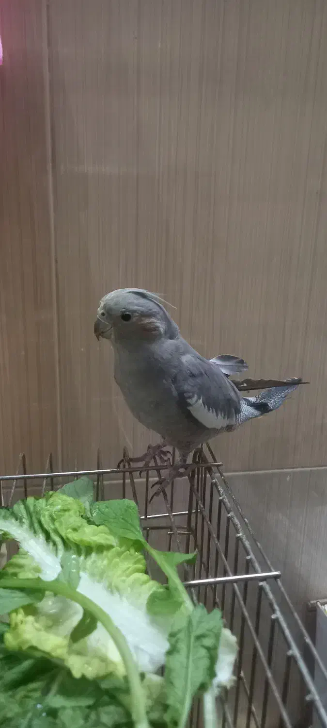 پرنده|پرنده|قم, نوبهار|دیوار