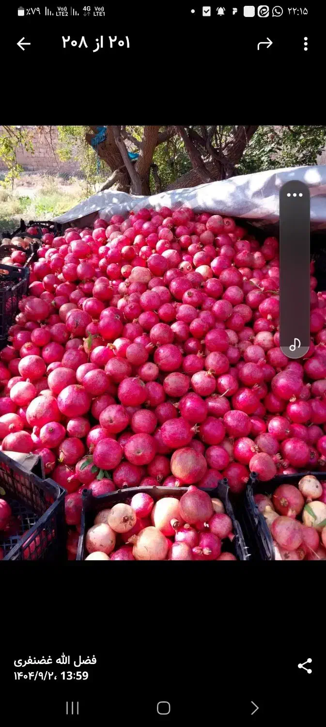 انار در کوهدشت منطقه طرهان کوشکی چعاپیت|عمدهفروشی|طرهان, |دیوار