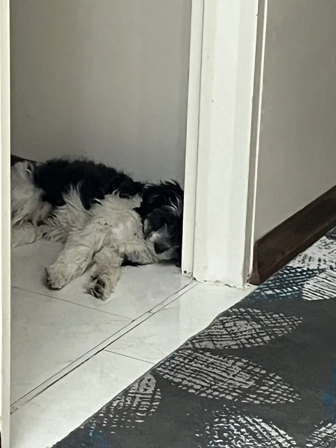 سگ شیتزو|سگ|تهران, افسریه جنوبی|دیوار