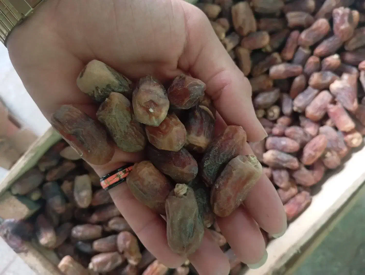 خرما دیری|حراج|اهواز, اسماعیلیه|دیوار