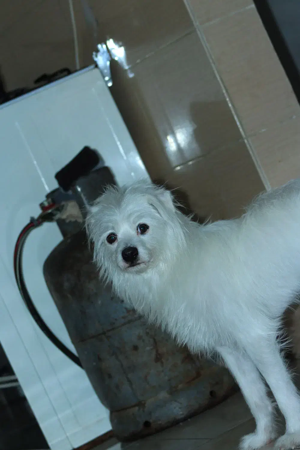 سگ ژرمن سراب و پامراشپیتز|سگ|میناب, |دیوار