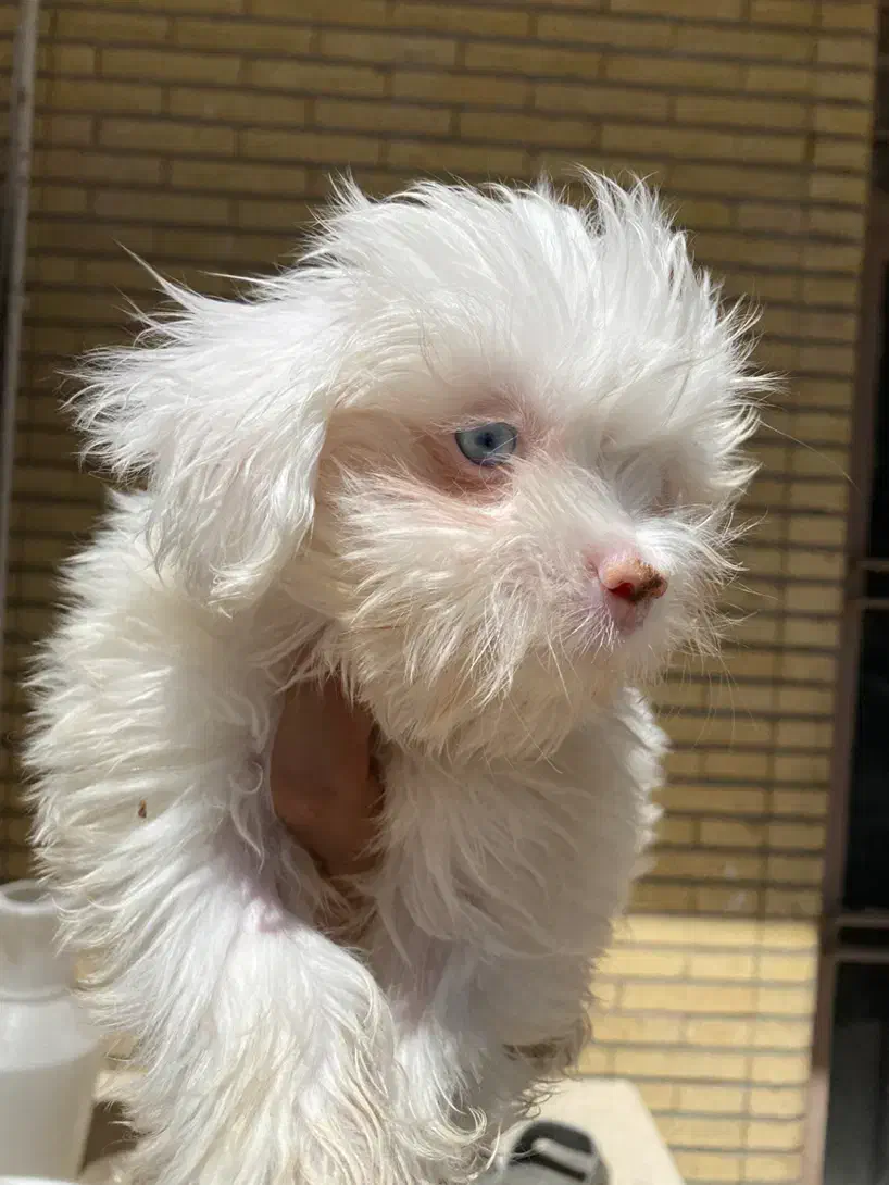 شیتزو سفید چشم آبی|سگ|سیرجان, |دیوار