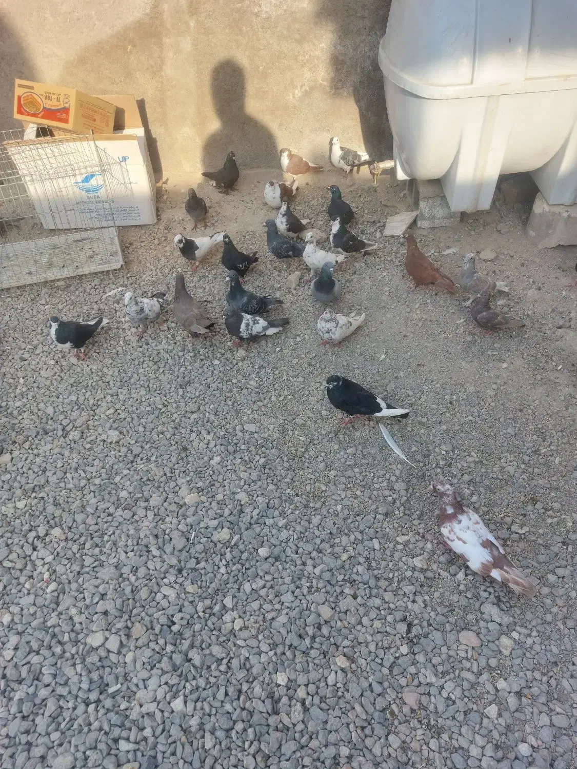 ۱۱۰ کفتر از همه رنگی دونی ۷۰ تا دونی ۱۵۰ تکی فرق|پرنده|مرودشت, نقش رستم|دیوار