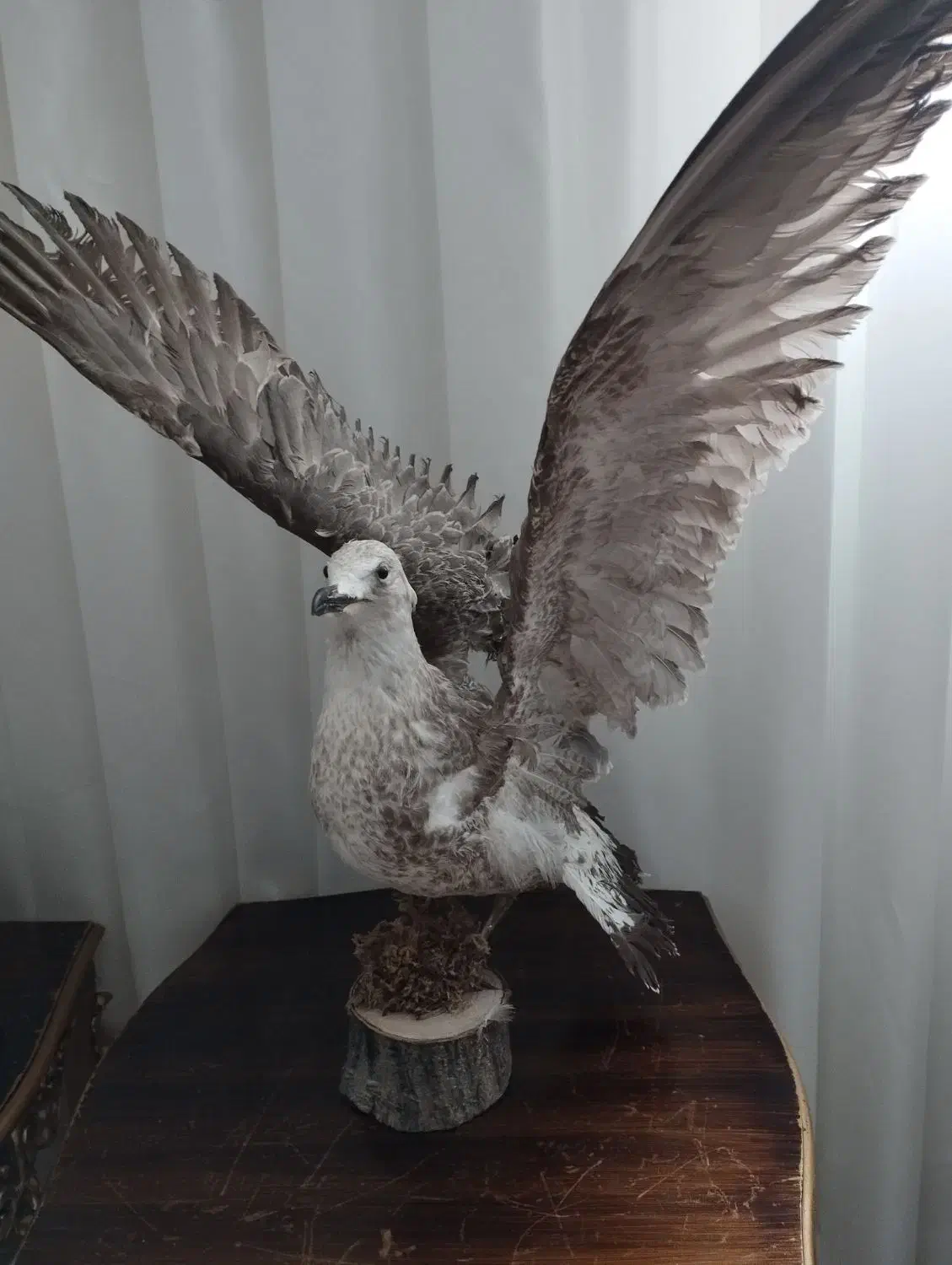 مرغ دریایی|مجسمه، تندیس، ماکت|ملایر, |دیوار