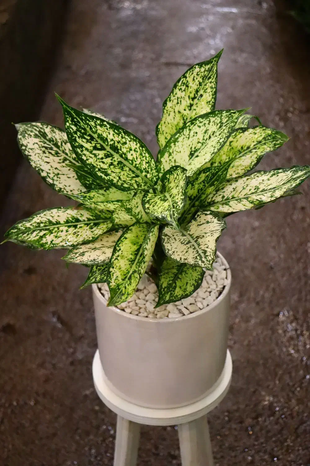 اکلونما برفی|گل و گیاه طبیعی|مشهد, نیروی هوایی|دیوار