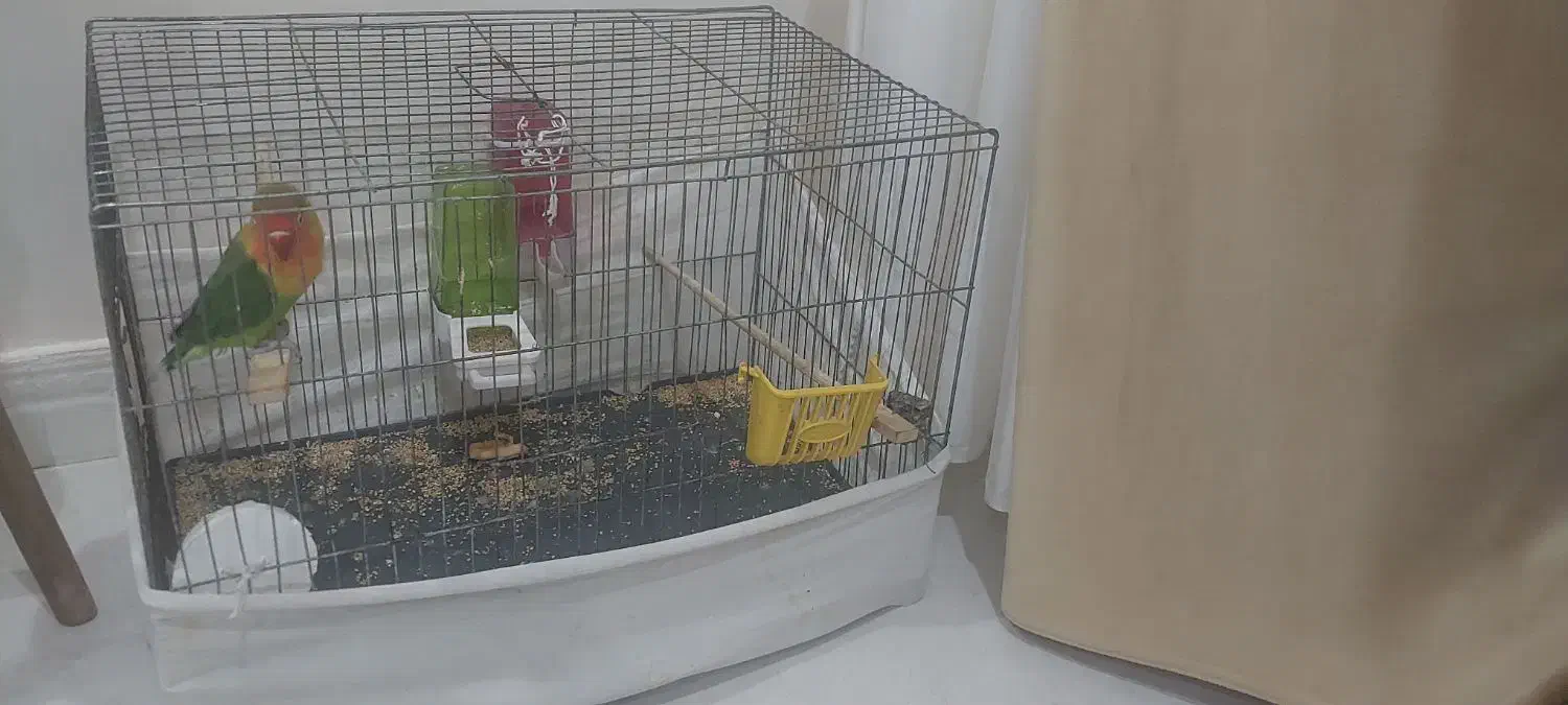 طوطی برزیلی باقفس و وسایل|پرنده|بیجار, |دیوار