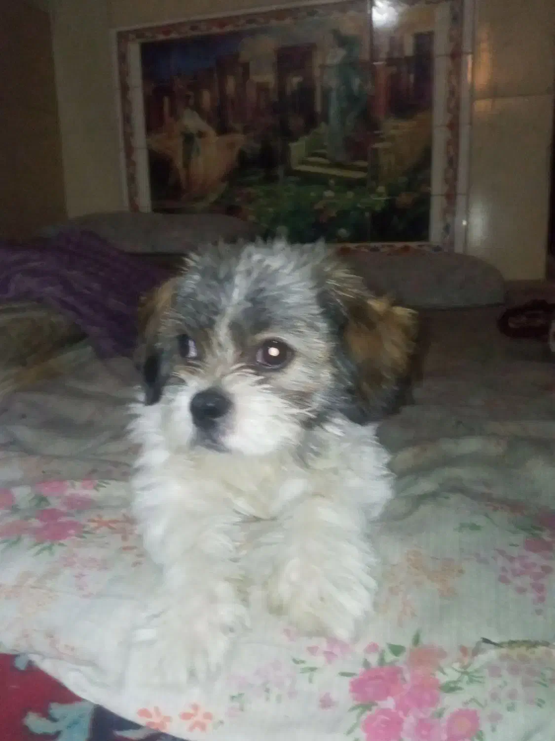 سگ شیتزو نر ۷ ماهه شناسنامه دارد واکسن خورده|سگ|شیراز, آبیاری|دیوار