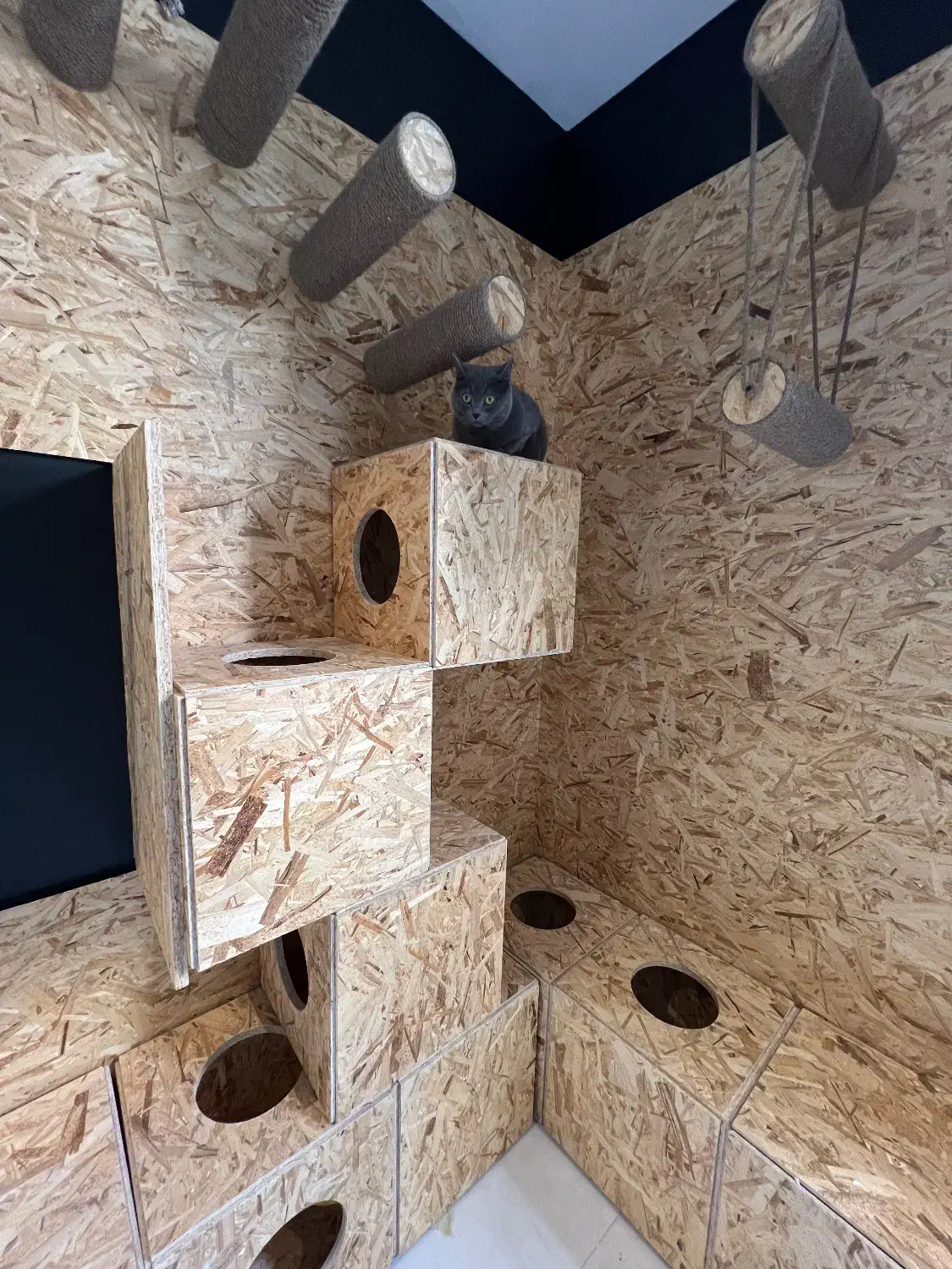 دکور اتاق بازی گربه و سگ|لوازم جانبی حیوانات|تهران, قیطریه|دیوار