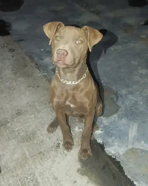 پیتبول،پیت بول|سگ|مشهد, شهید معقول|دیوار