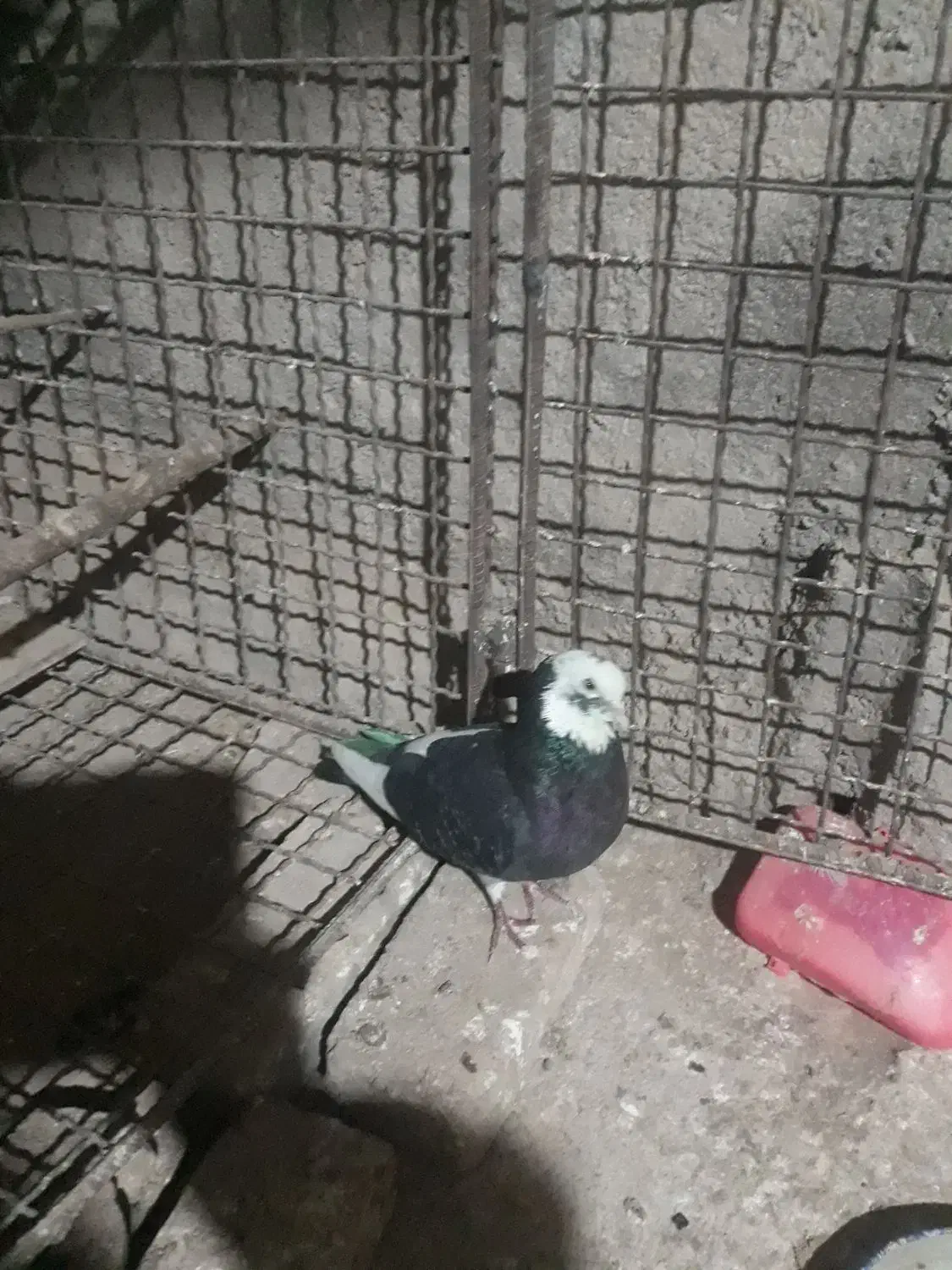 یک طوق کبوتر شازده سیاه ، سروکله دار مست|پرنده|هشتگرد, خور|دیوار