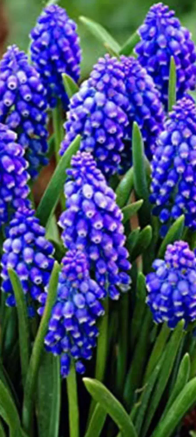 پیاز گلهای معطر|گل و گیاه طبیعی|رشت, نیروی دریایی|دیوار