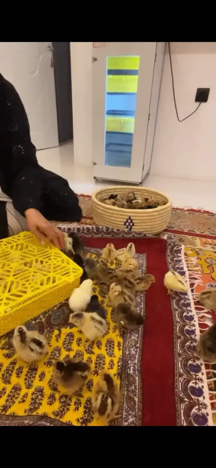 بالاترین بازدهی دستگاه جوجه کشی را تجربه کنید|لوازم جانبی حیوانات|کرمان, |دیوار