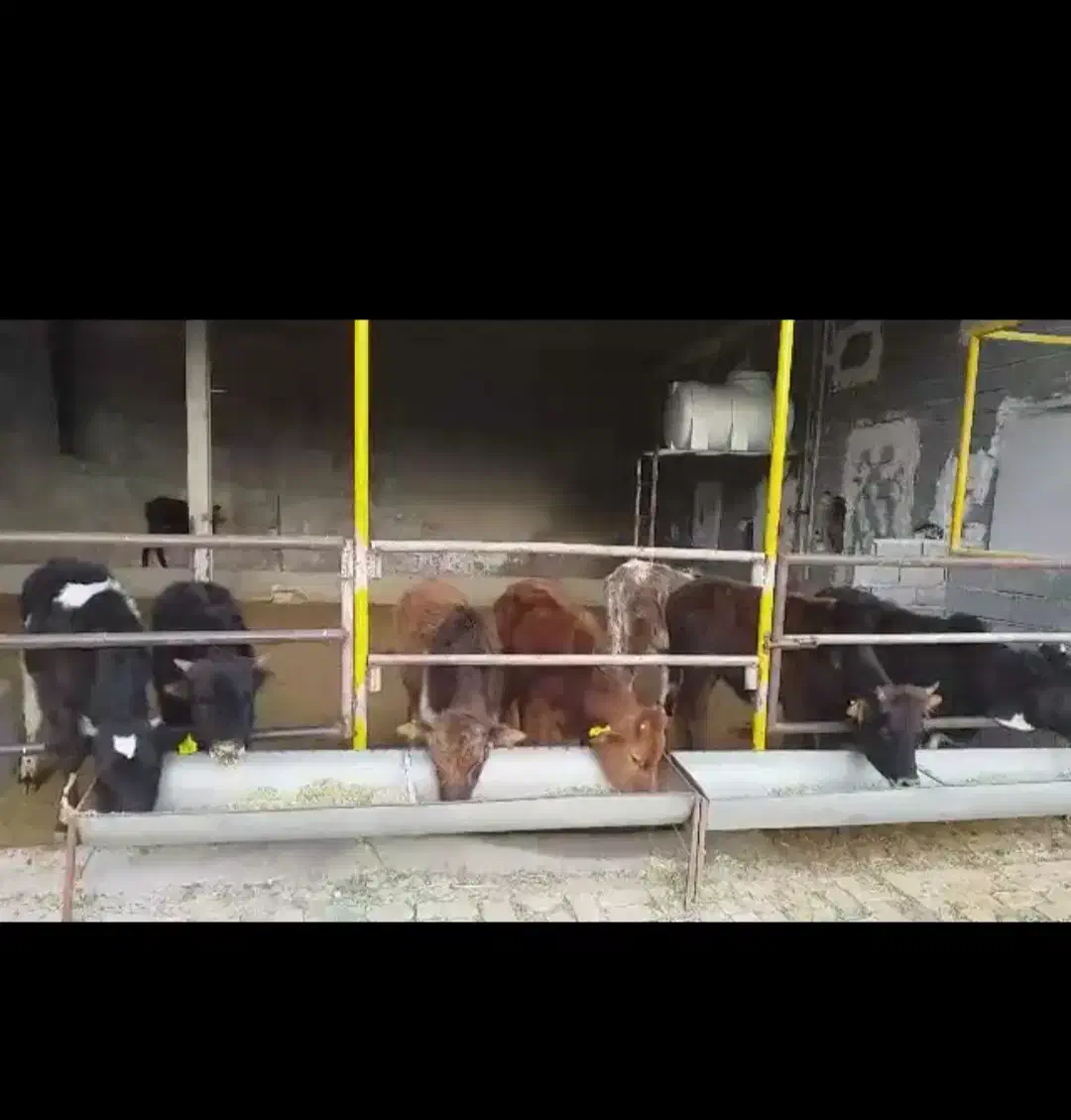 اجاره دامداری شهرستان دماوند|اجارهٔ دفتر صنعتی، کشاورزی، تجاری|دماوند, دماوند|دیوار