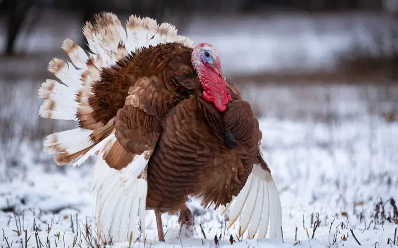 بوقلمون بوربون|حیوانات مزرعه|دیواندره, |دیوار