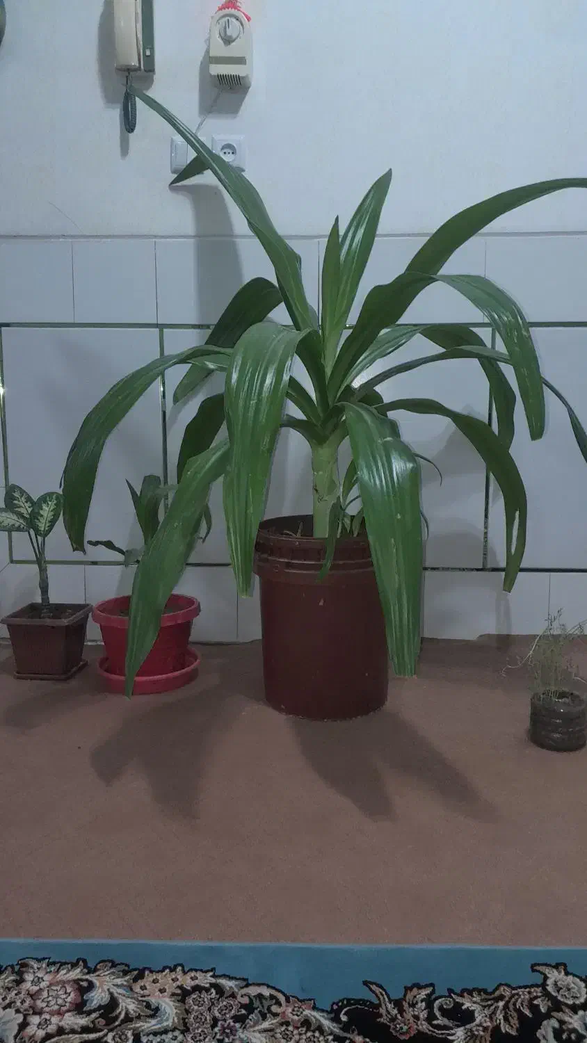 گل اشک ملکه|گل و گیاه طبیعی|لنجان, |دیوار