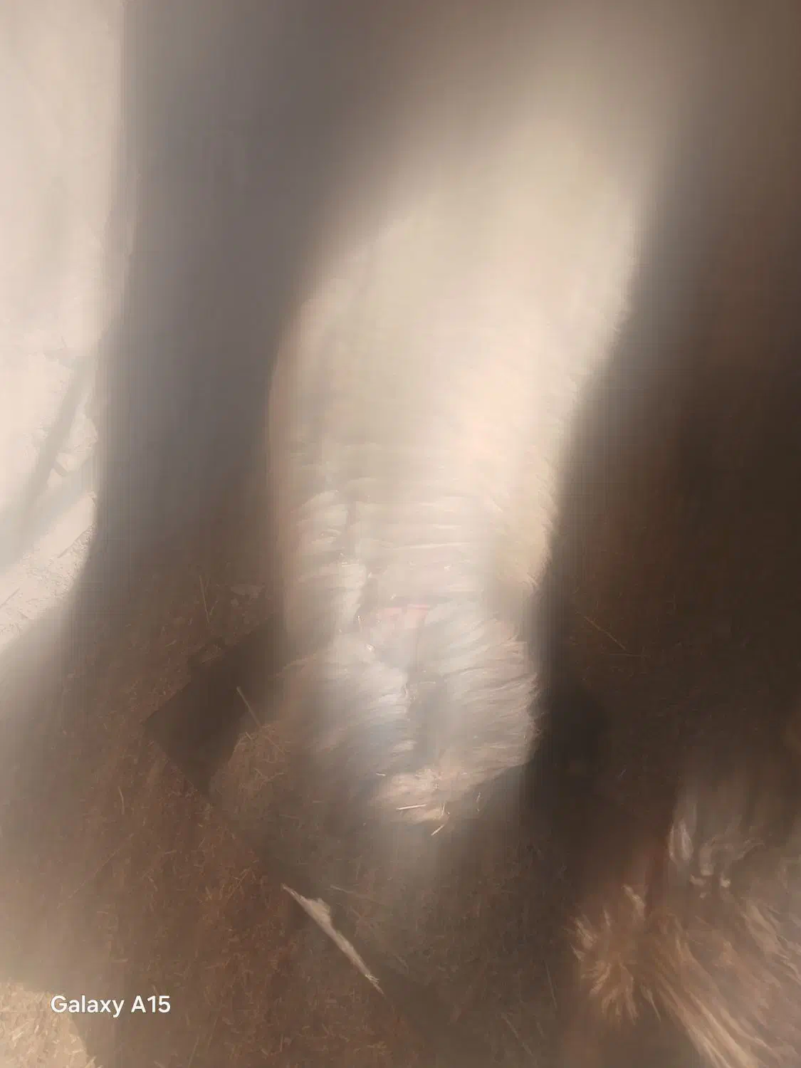 فروش یک عدد بره قوچی امسال بهمن بیگی اصل|حیوانات مزرعه|دهدشت, |دیوار