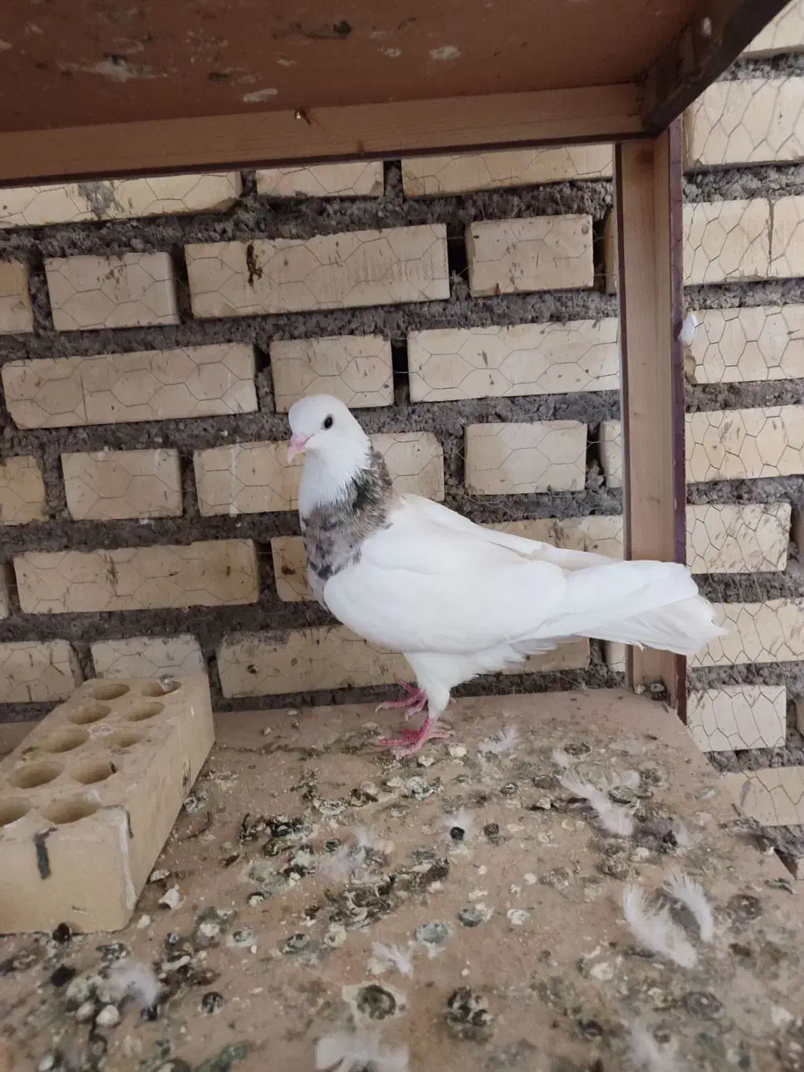 کبوتر|پرنده|لالی, |دیوار