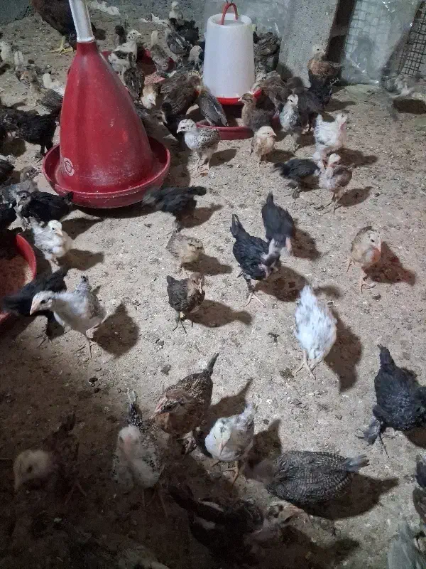 جوجه محلی|حیوانات مزرعه|سرفاریاب, |دیوار