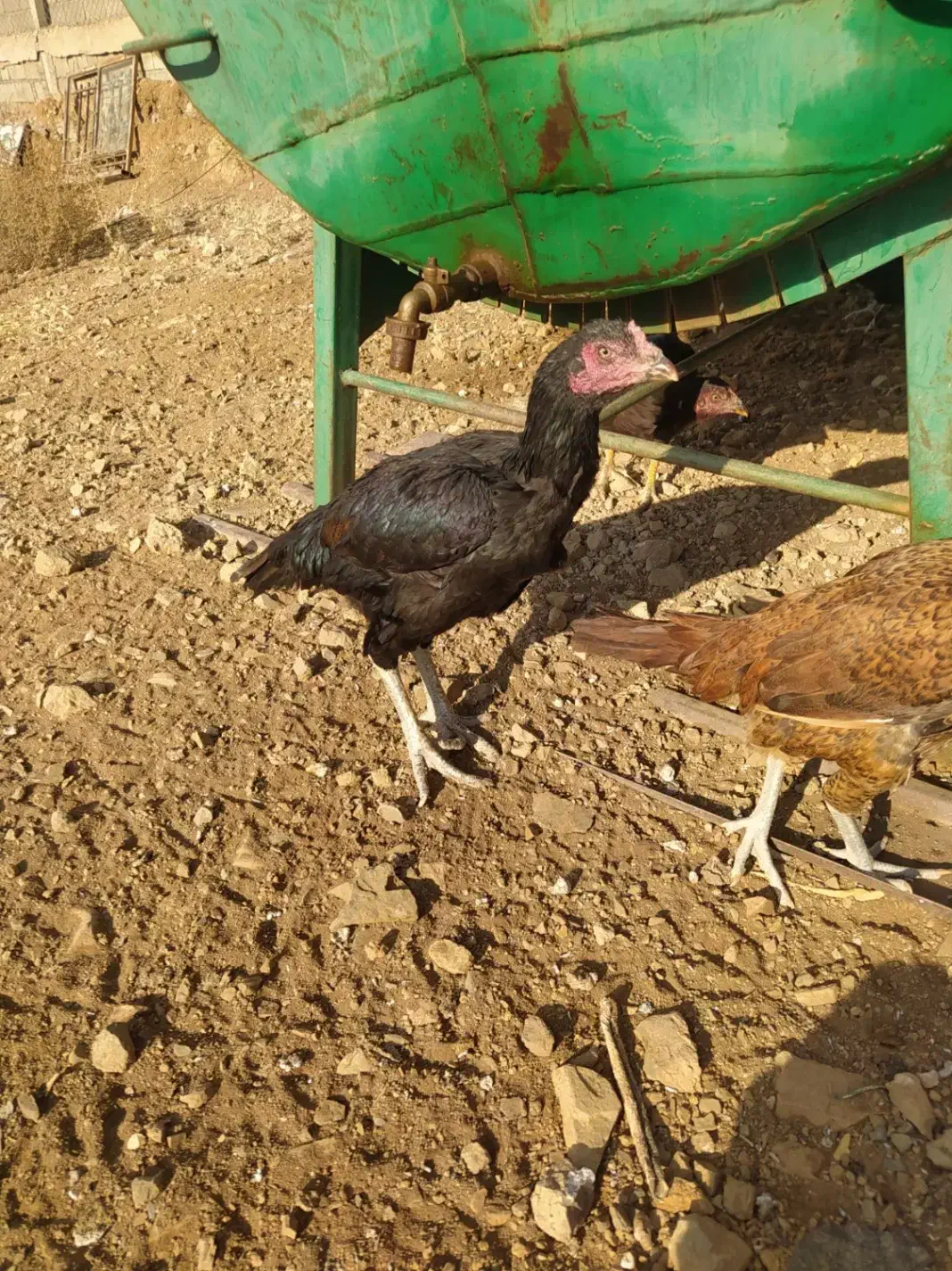 مرغ لاری|حیوانات مزرعه|سقز, |دیوار