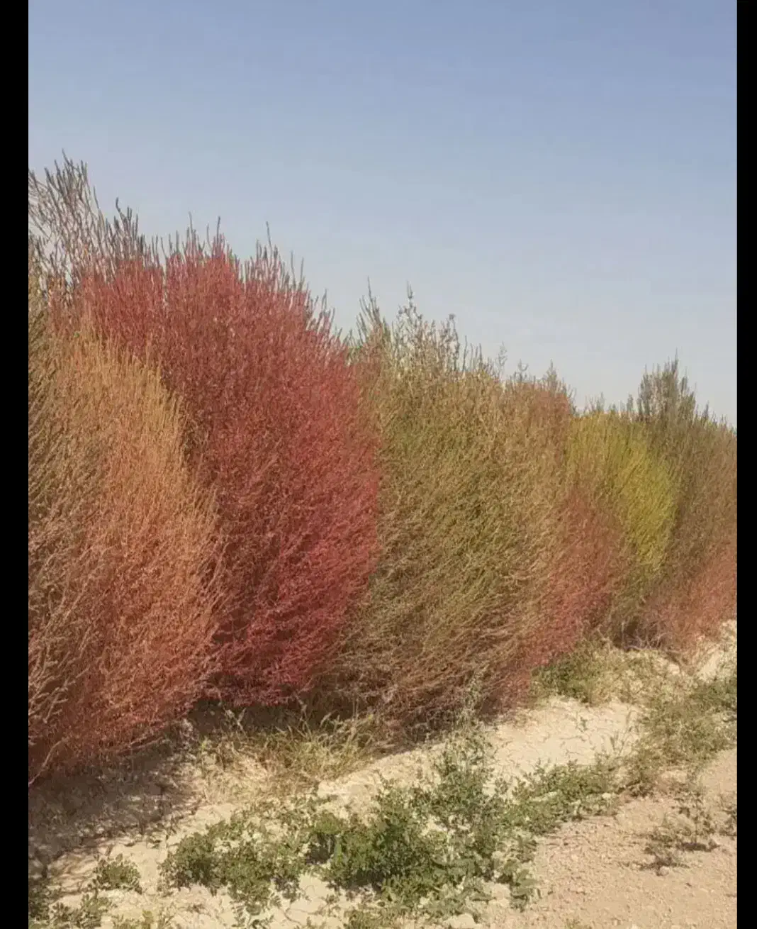 جارو دستی مرغوب|لوازم نظافت|جوین, |دیوار