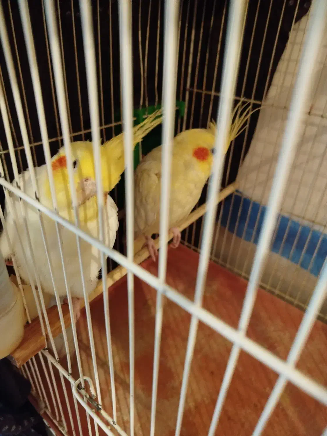 عروس هلندی|پرنده|بیرجند, |دیوار