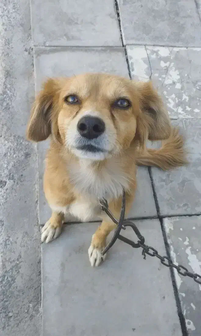 سگ پامر ماده|سگ|ماهان, |دیوار