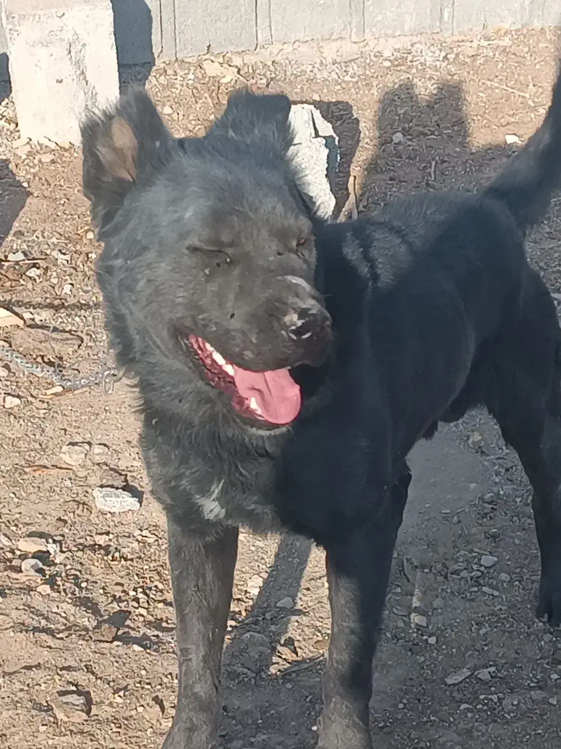 سگ نر گله ای|سگ|پیر بکران, |دیوار