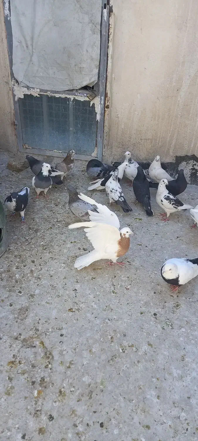 کبوتر|پرنده|رباط‌کریم, الارد|دیوار