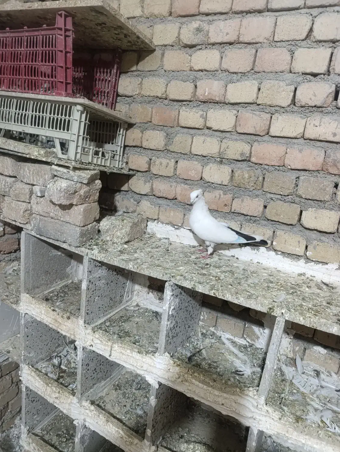 کفتر|پرنده|بروجرد, |دیوار