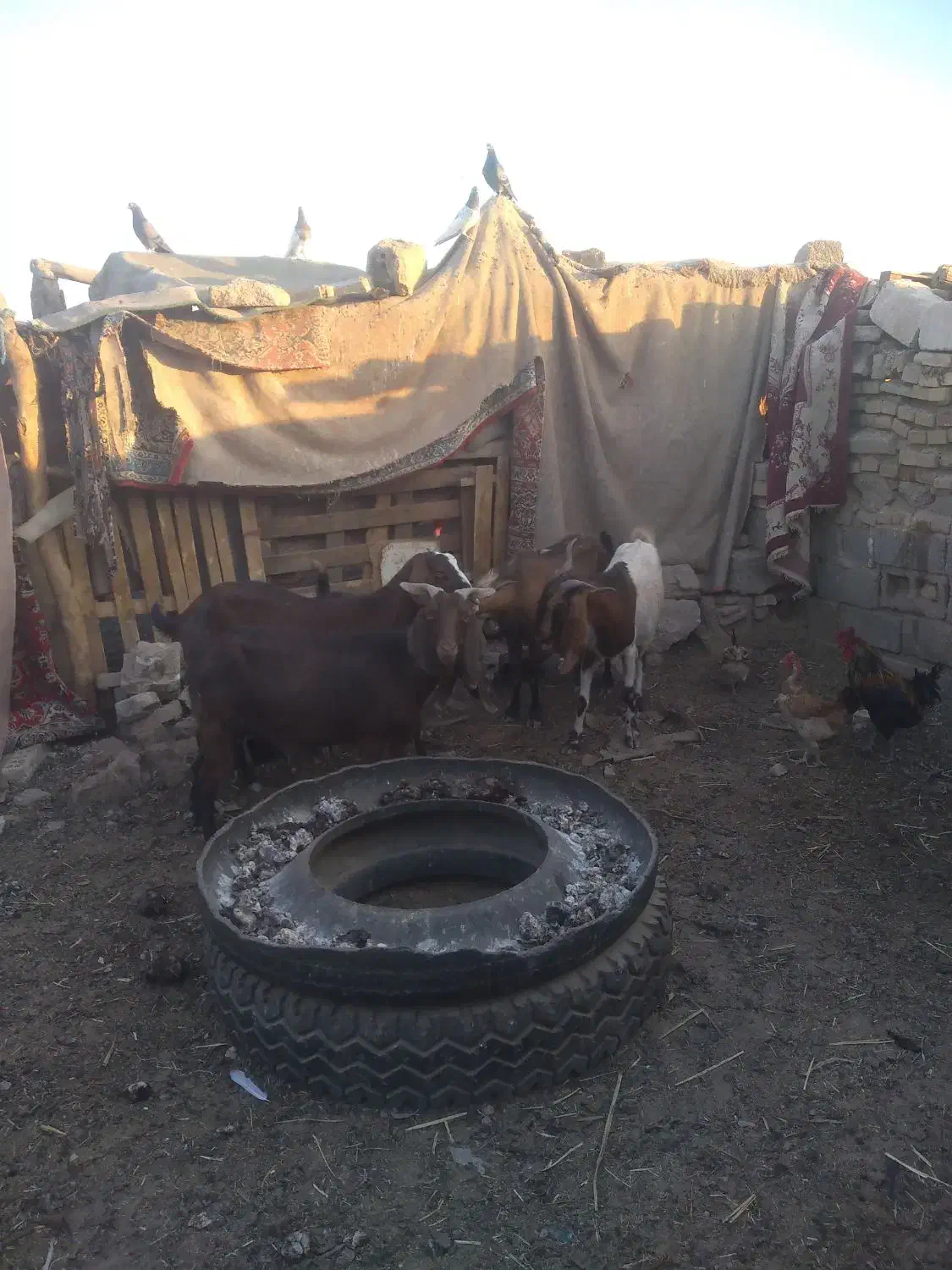 ابادان|حیوانات مزرعه|خرمشهر, |دیوار