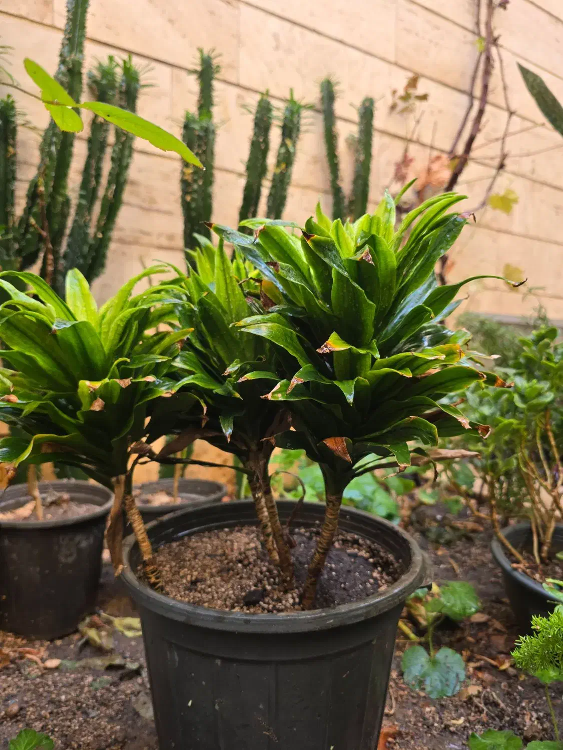 کامپک سانسوریا دم روباهی|گل و گیاه طبیعی|تهران, سلسبیل شمالی|دیوار