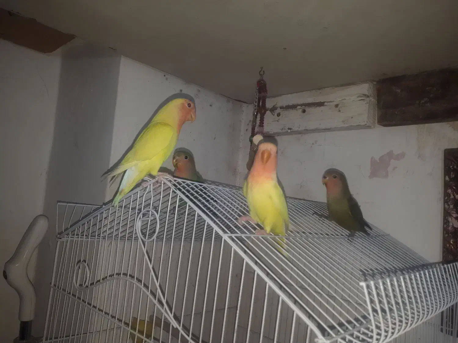 طوطی برزیلی|پرنده|اصفهان, فرودگاه شهید بهشتی|دیوار