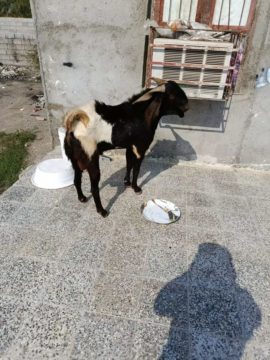 نری|حیوانات مزرعه|تخت, |دیوار