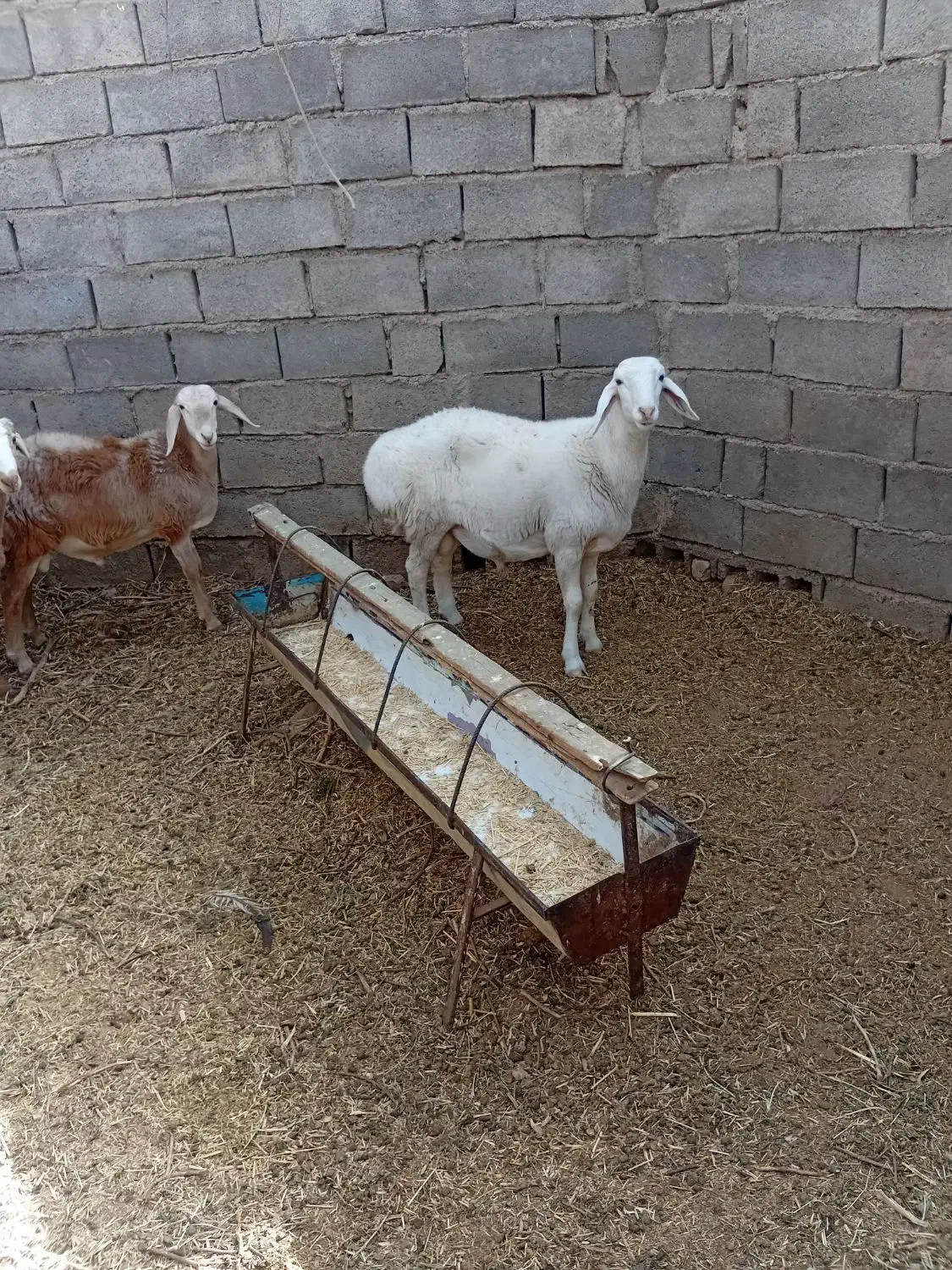 بره فروشی|حیوانات مزرعه|زیرکوه, |دیوار