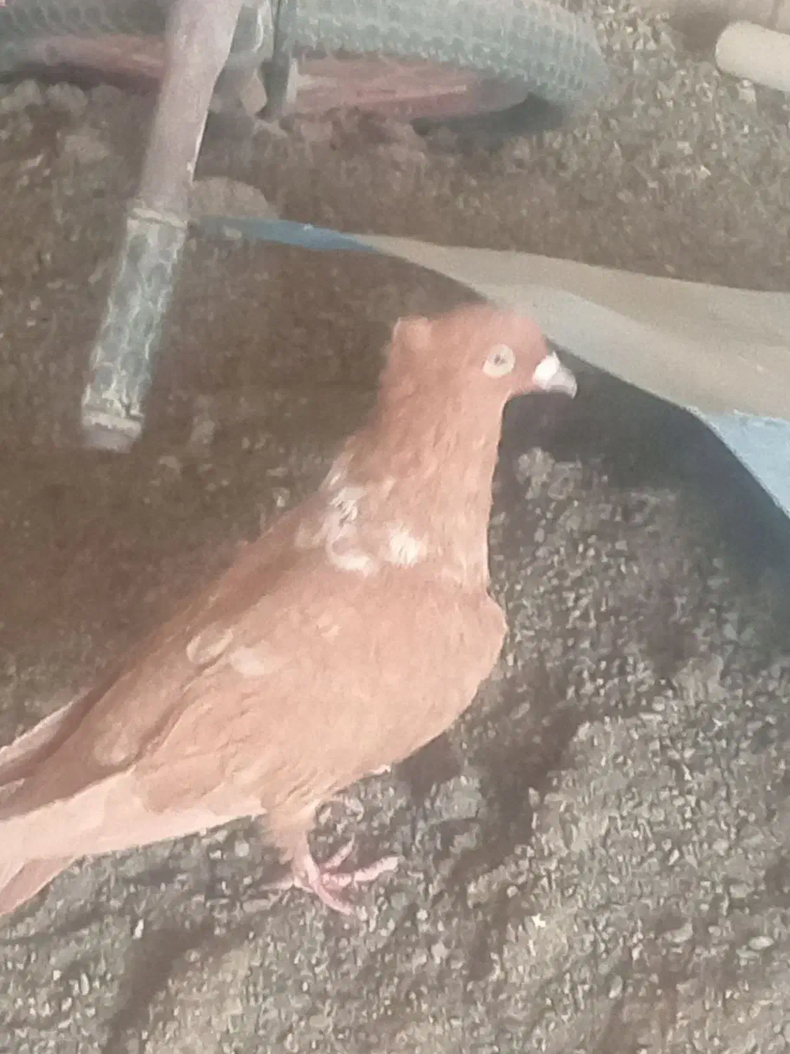 زرد خطی|پرنده|فریمان, |دیوار