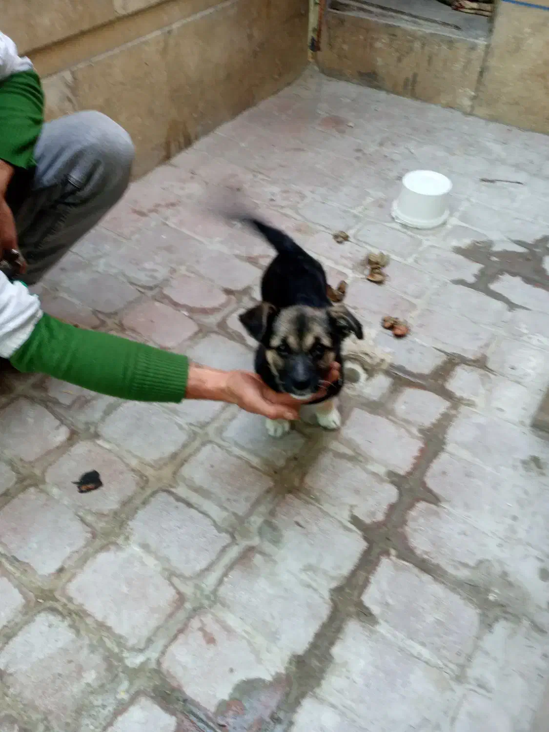 توله سگ ژرمن شپر|سگ|اردبیل, |دیوار