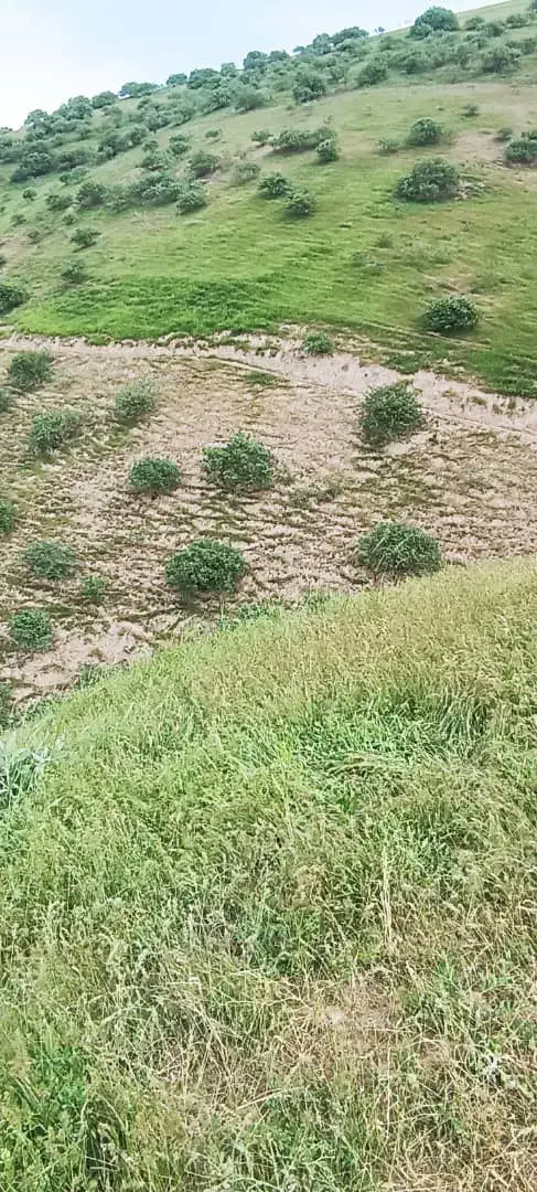 بذر یونجه|خدمات باغبانی و درختکاری|رودخانه, |دیوار