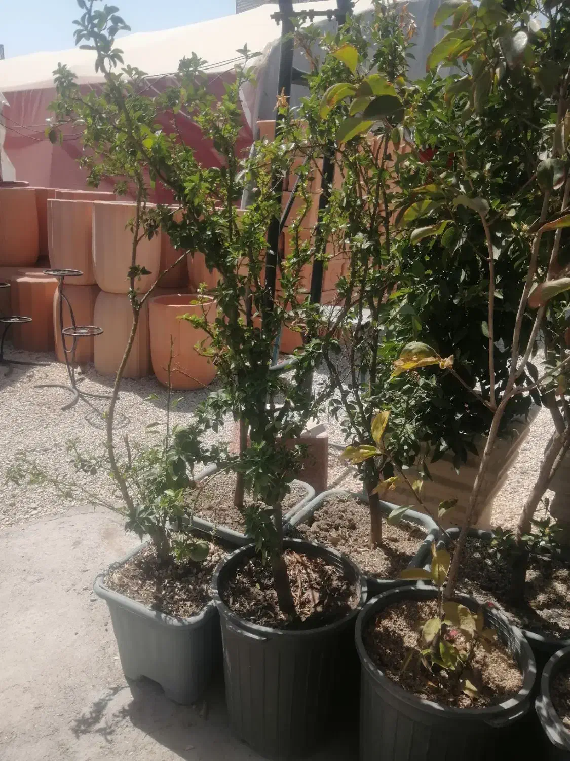 درخت|گل و گیاه طبیعی|شیراز, شهرک گلستان|دیوار