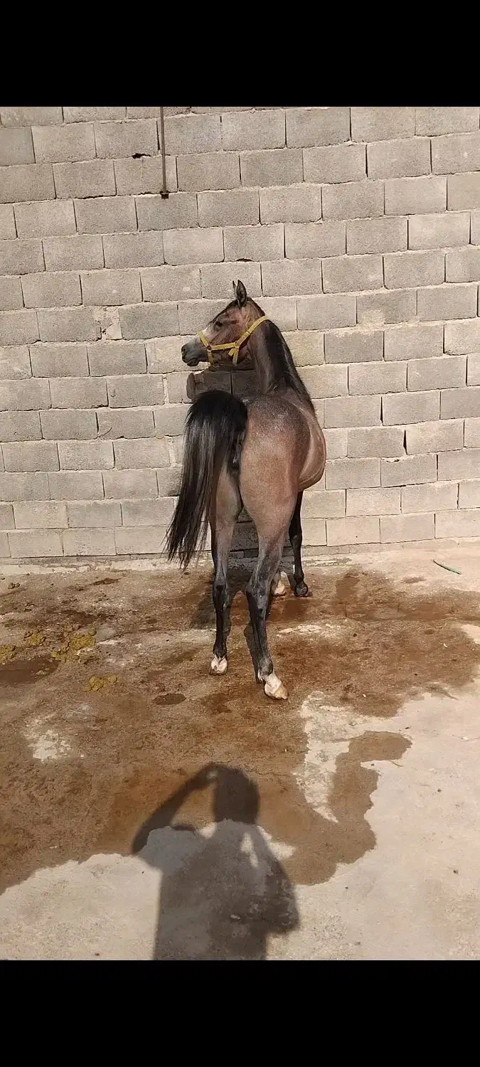 اسب|اسب و تجهیزات اسبسواری|اردکان, |دیوار