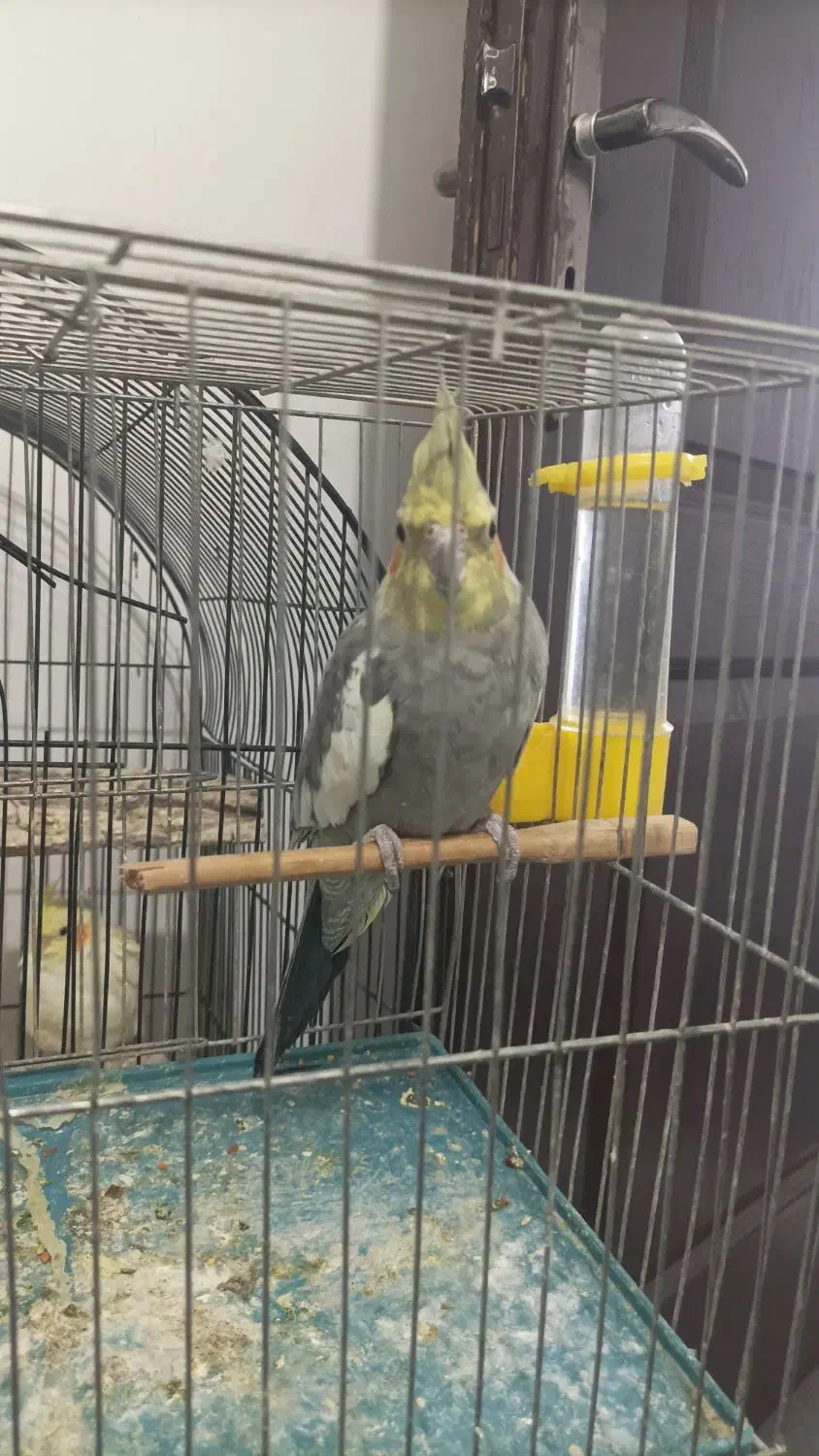 عروس هلندی|پرنده|جوانرود, |دیوار