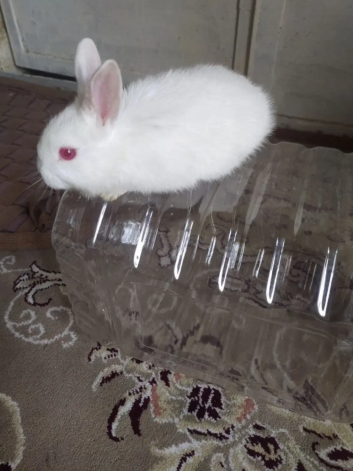 خرگوش|موش و خرگوش|شاهین‌شهر, مورچه خورت|دیوار